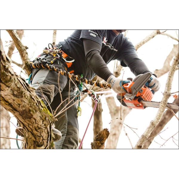 Tree climber using chainsaw in tree.