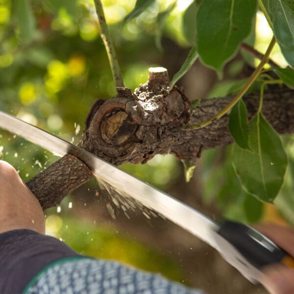 Person sawing a tree branch.