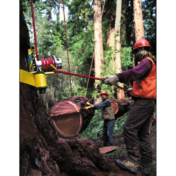 Loggers using winch to move redwood.