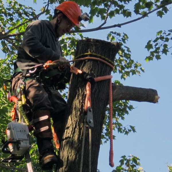 Tree climber working with ropes and chainsaw.